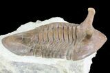 Asaphus Intermedius Trilobite With Exposed Hypostome #73497-1